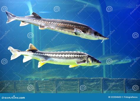 Two beluga sturgeon fish stock image. Image of marine - 22204603