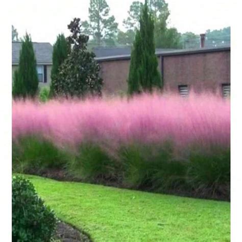 High Germination Rate Pink Muhly Grass Seeds, Perennial Muhlenbergia ...
