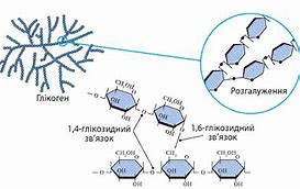 Зображення за запитом Біосинтез вуглеводів і ліпідів