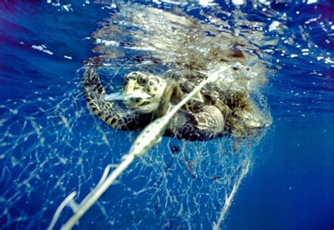 捕鱼行为导致数百万只海龟意外死亡--中国庆元网
