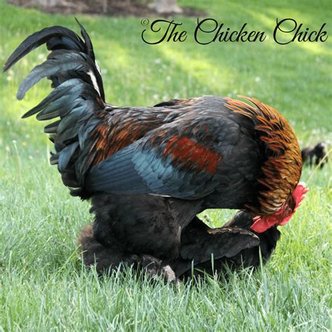 Chicken Mating: How Does That Work? | The Chicken Chick®