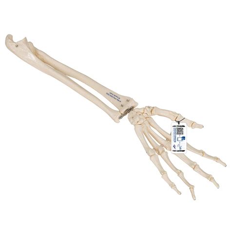 Buy 3B Scientific A40/3 Hand Skeleton w/Ulna-Radius loosely Strung - 3B ...