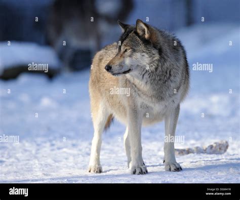 Mackenzie Valley Timber Wolf