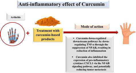 Frontiers | Impacts of turmeric and its principal bioactive curcumin on human health ...