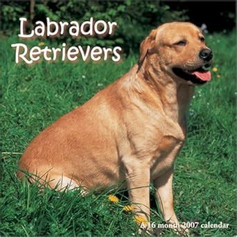 Labrador Retrievers 2007 Wall Calendar : Magnum: Amazon.in: Books