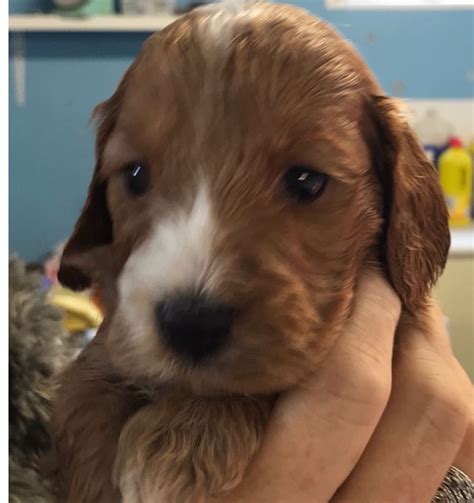 Image result for Red Cockapoo Puppy