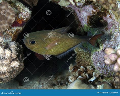 Image result for Red Sweeper