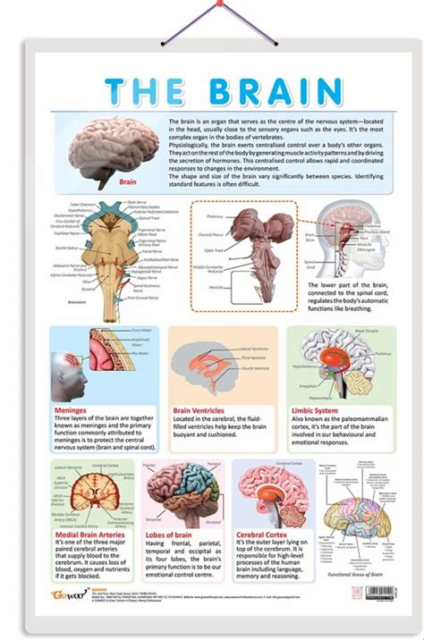 ANATOMY CHARTS Manufacturer from New Delhi