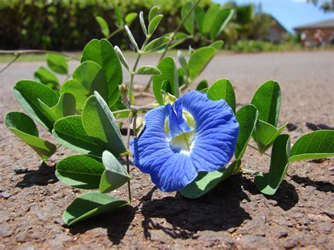 Aparajita Plant Benefits: The Sacred Bloom That Brings Peace & Positiv ...