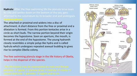 Obelia life cycle- polyp & medusa structure, difference between polyp & medusa | PPTX