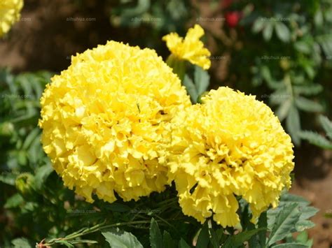 万寿菊 库存照片. 图片 包括有 黄色, 橙色, 来回, 万寿菊, 夏天, 生动, 批次, 开花, 绽放 - 98165830