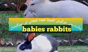 Image result for Feeding Wild Rabbit Babies