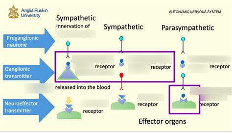 Autonomic Nervous System Diagram | Quizlet