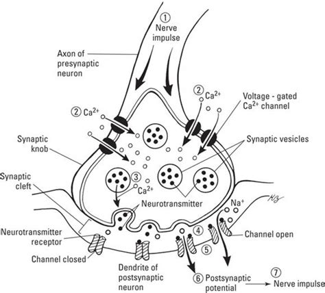 The Synapse Labeled 的图像结果