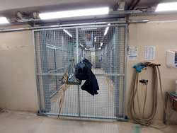 ZooLex Exhibit - Leopards