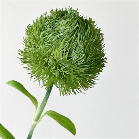 Green Ball Dianthus