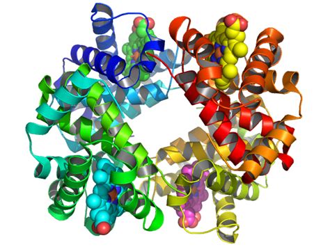 Image result for Haemoglobin PyMOL