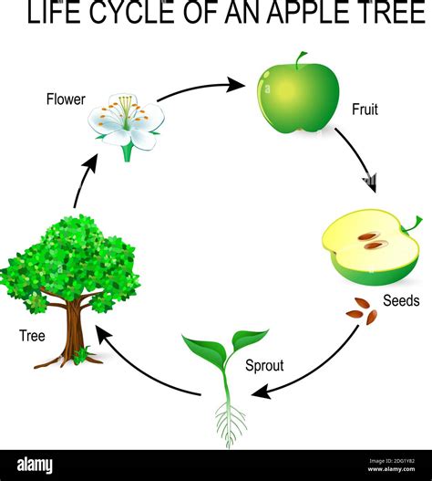 Image result for Tree Life Cycle