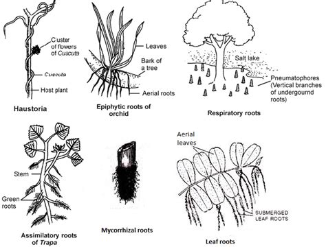 Image result for Root Modification Class 5