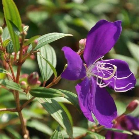 Hybrid begum bahar live plant for Mini-Park Pack of 1 : Amazon.in ...