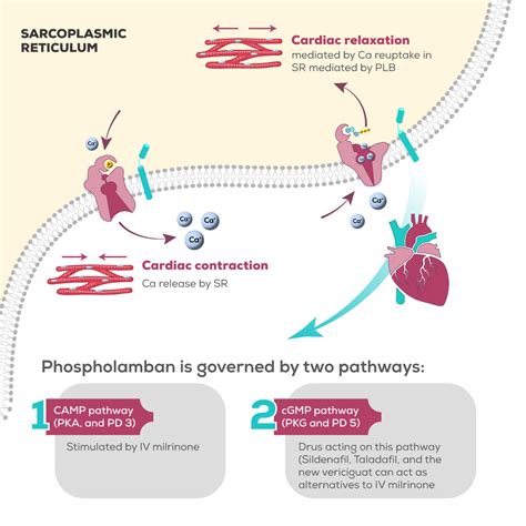 Repurposing cGMP Pathway Medications, from Vasodilation towards ...