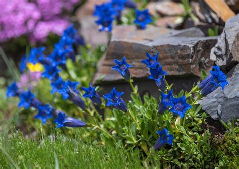 Plants With Blue Blooms