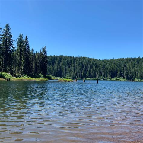 Goose Lake Campground | Trout Lake, WA