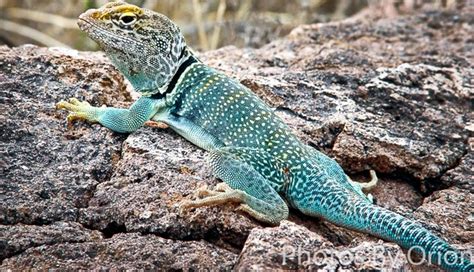 5 Colorful Lizards You Can Spot In India - lifeberrys.com