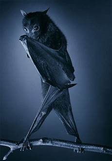 Wallpaper Bats by Beautiful Wallpapers Bats Wallpaper Wallpaper Bats