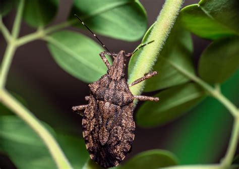Stink Bugs - Golden Hills Pest control