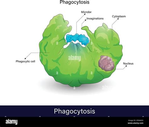 Mechanism of Phagocytosis process. endocytosis of microbe, phagocytosis by immune cells ...