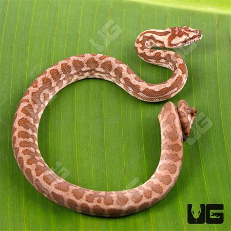 Image result for Irian Carpet Python
