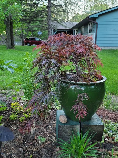 Japanese Maple Shrubs And Bushes Fountains Japanese Maple Tree