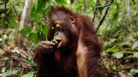 What Must an Orphan Orangutan Learn in Order to Survive in the Wild ...