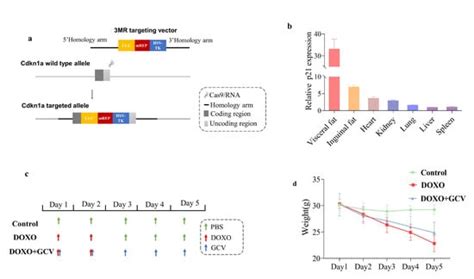 Generation of a p21 Reporter Mouse and Its Use to Identify and ...