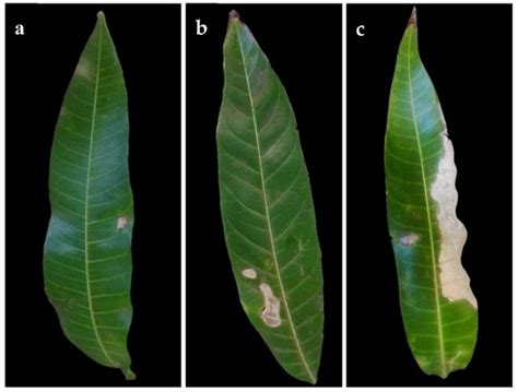 Characterization of Neopestalotiopsis Species Associated with Mango ...