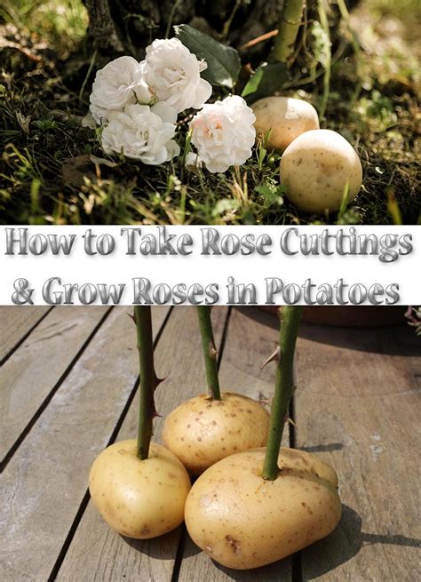 Image result for How to Propagate Roses Using Potatoes