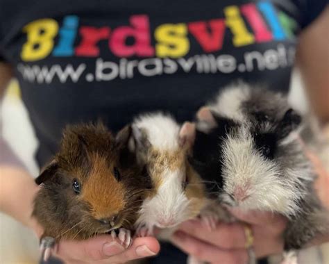 Guinea Pigs for Sale care guide, set up | Birdsville | Sydney