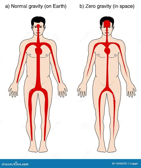 How Zero Gravity Affects Blood Flow: What To Expect