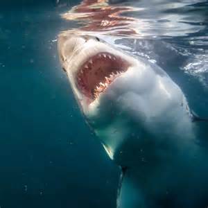 Are Sharks Naturally Aggressive Or Just Misunderstood Myths Explained