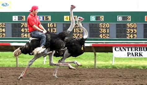 Ostrich Racing Information & Facts | Ostrich Races 2023 - 2024