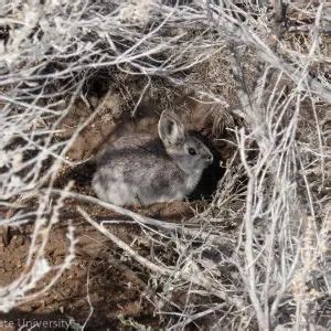 Pygmy Rabbit Facts 的图像结果