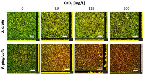 An In Vitro Study of Local Oxygen Therapy as Adjunctive Antimicrobial ...