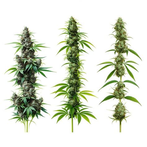 Indica Marijuana Strains 的图像结果