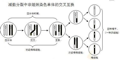 为什么夫妻染色正常，胎儿却染色体异常？ - 知乎