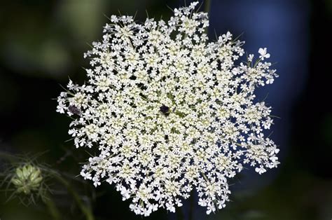 When Do Lace Flower Plants Bloom at Jordan Timperley blog