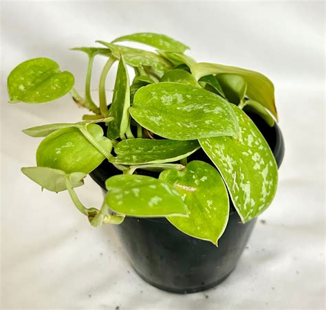 scindaspus-njoy – Dream Green