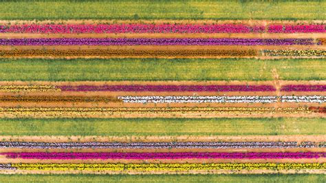 Wallpaper field, aerial view, colorful, flowers, lines hd, picture, image