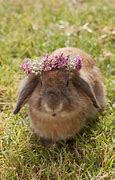 Image result for Rabbit and Flowers