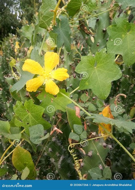 Yellow Flowers and Plants Leaves Stock Photo - Image of wildflower ...